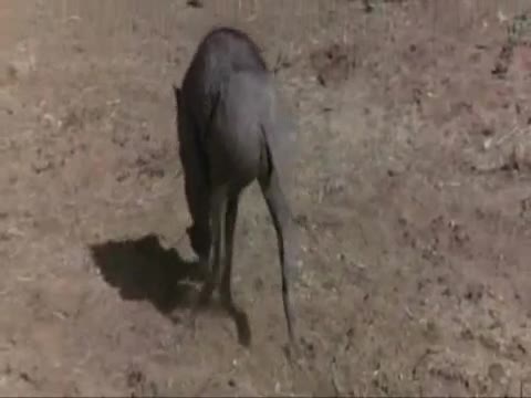 Смях Пияни Животни в Африка 
