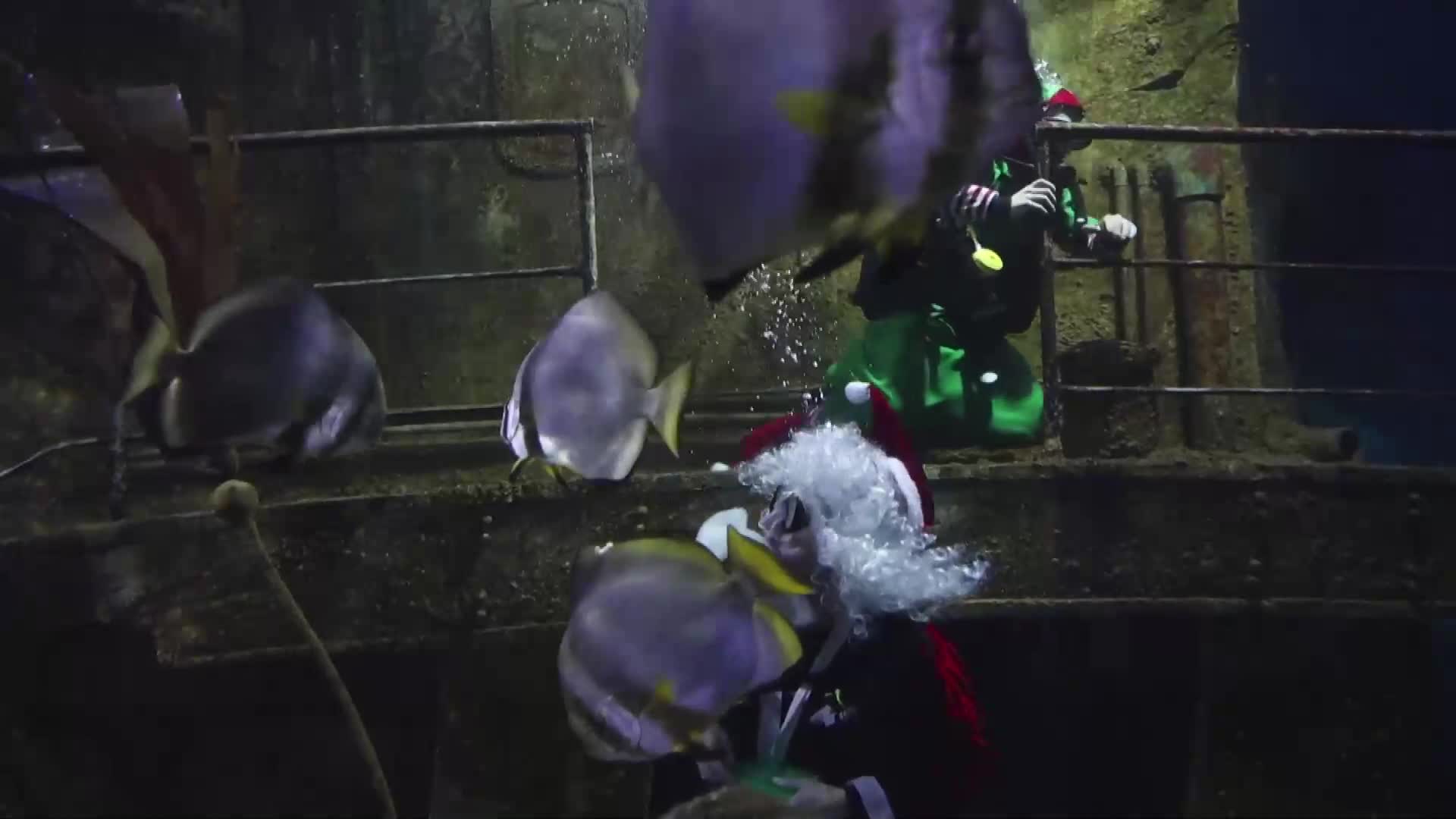 Дядо Коледа се гмурна в аквариум, за да нахрани акули в Малта (ВИДЕО)