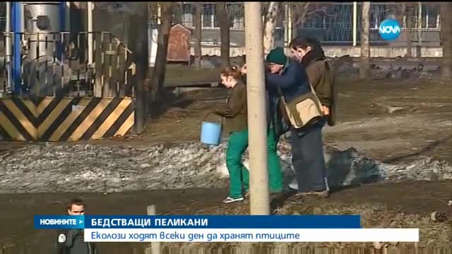 Пеликани бедстват в язовир Розов кладенец
