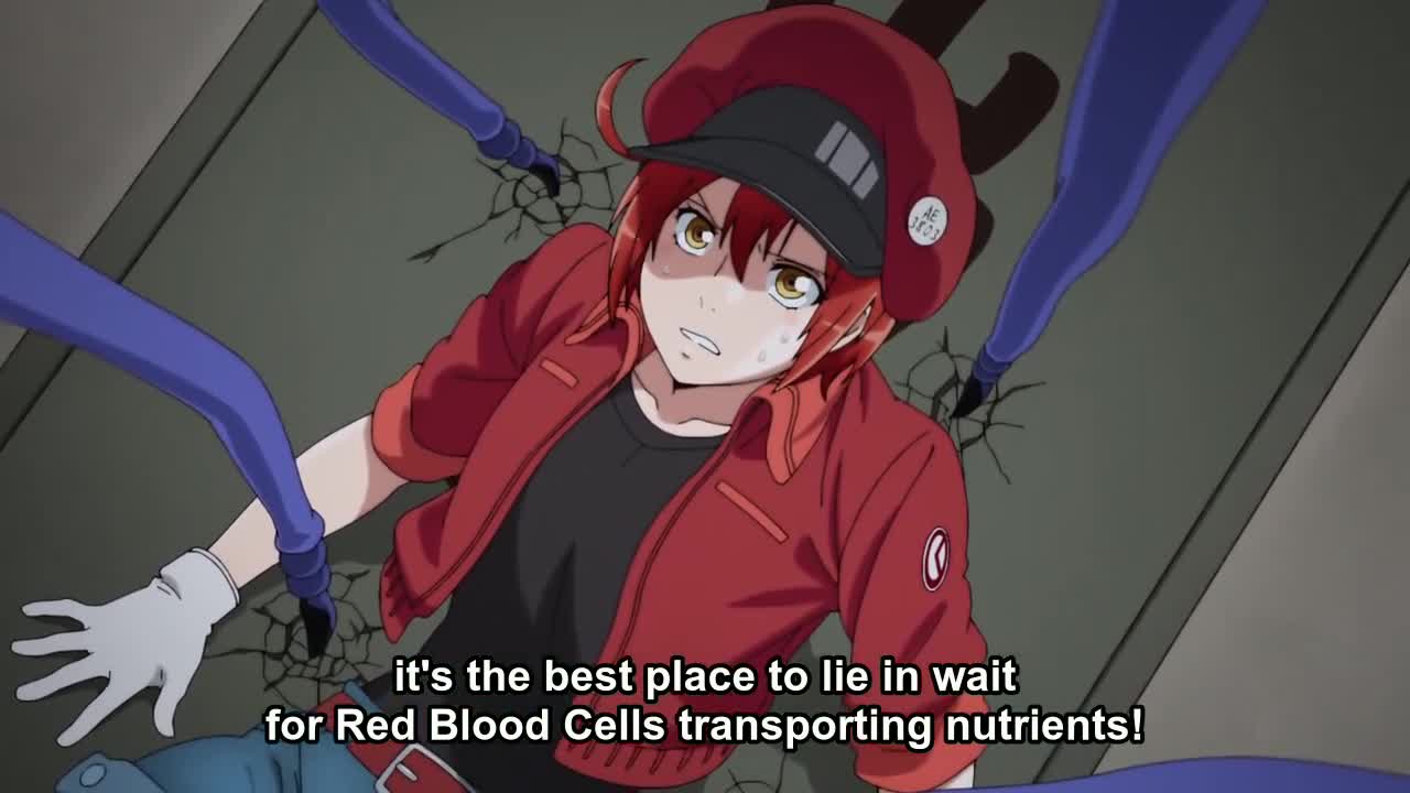 Hataraku Saibou Episode 1