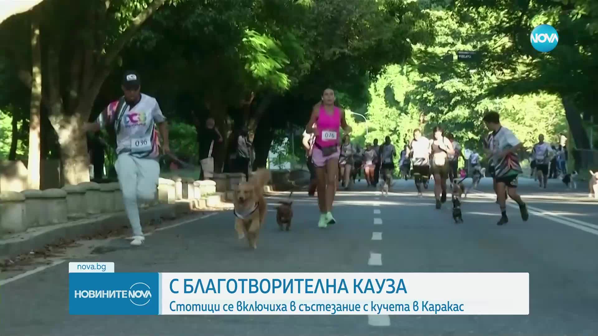 Кучешки спринт: Над 150 домашни любимци участваха в благотворително състезание