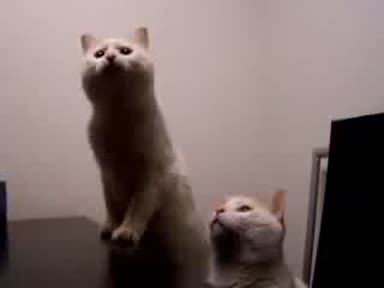 Две Смешни Котета