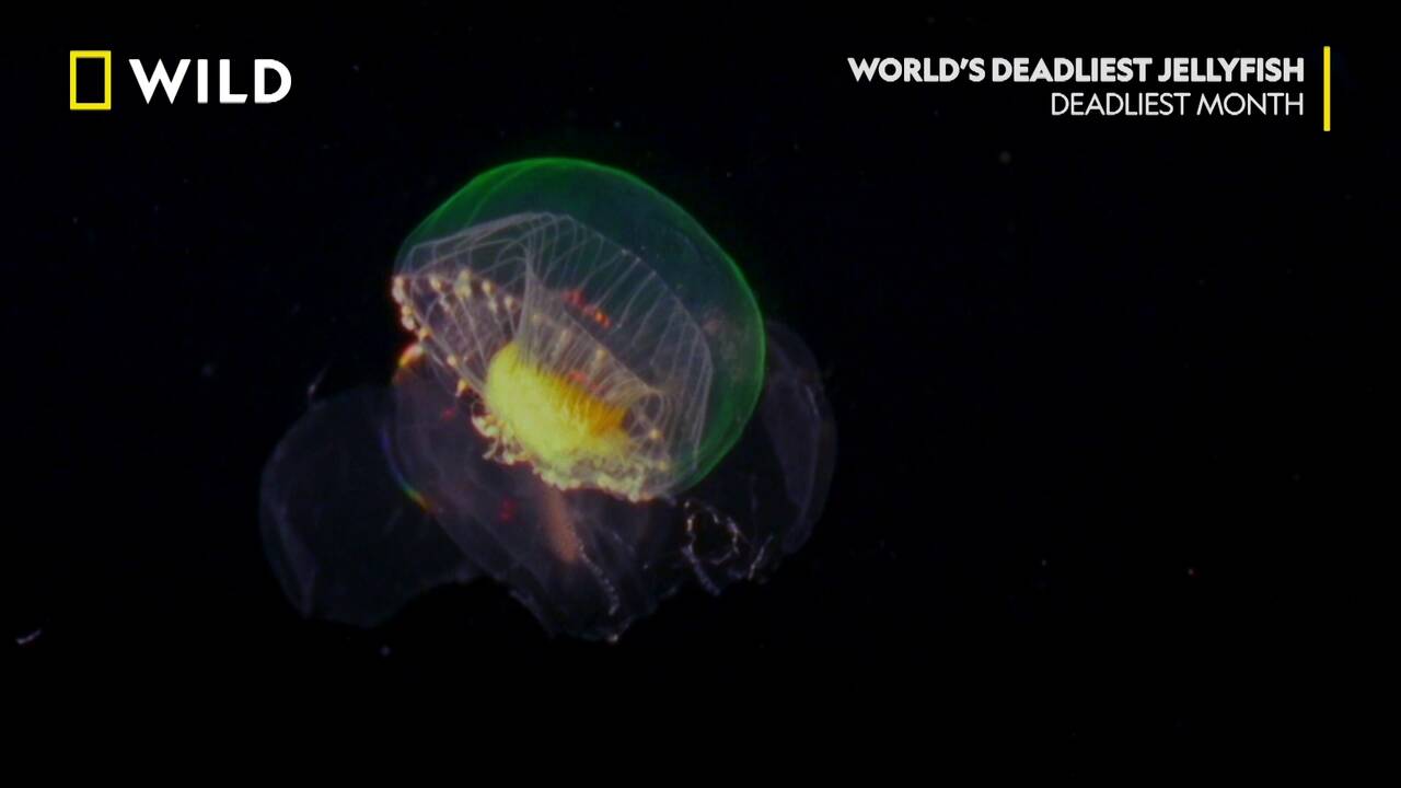 Най-смъртоносните медузи в света | NG Wild Bulgaria