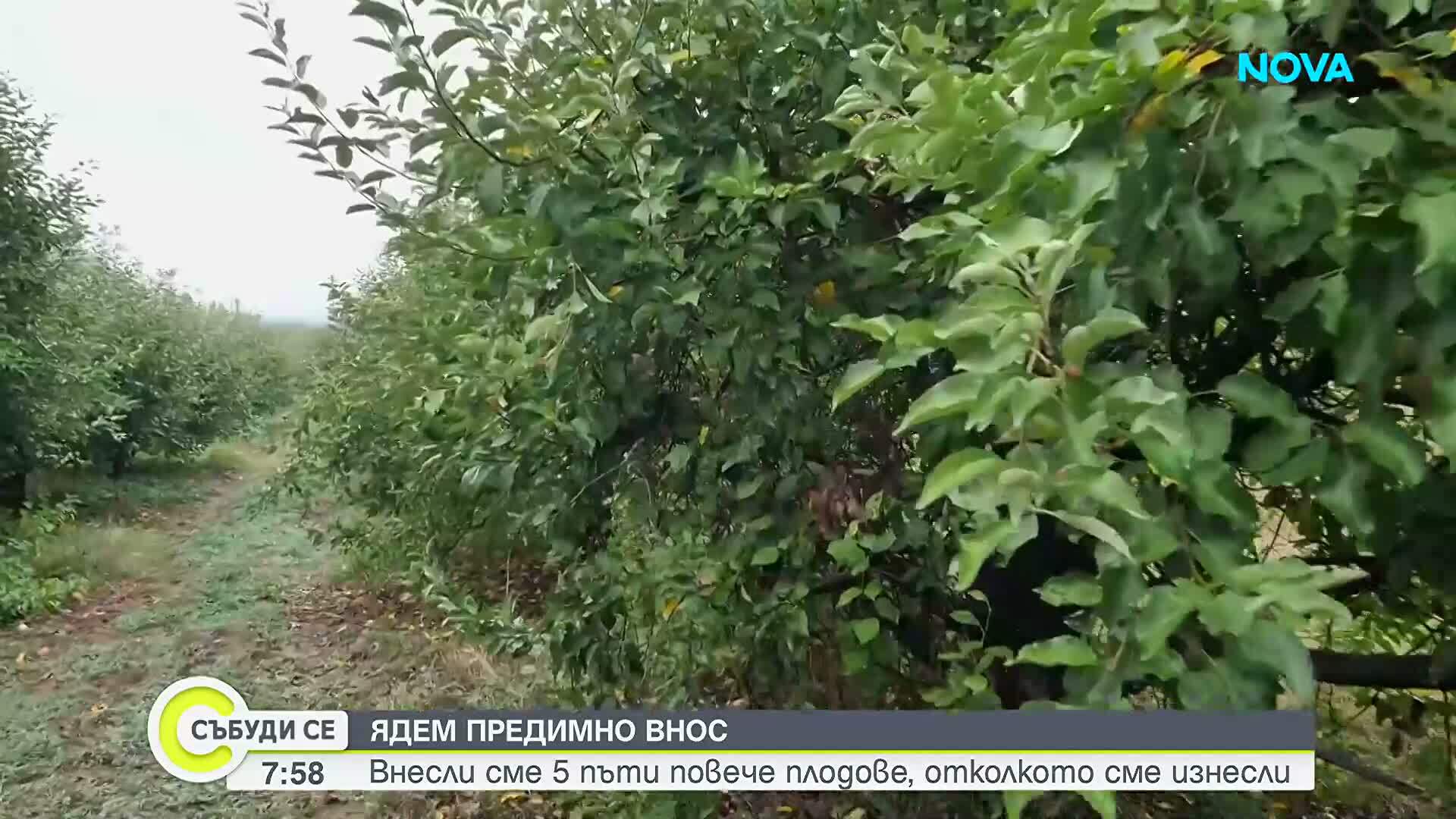 Вносът задушава българските плодове и зеленчуци