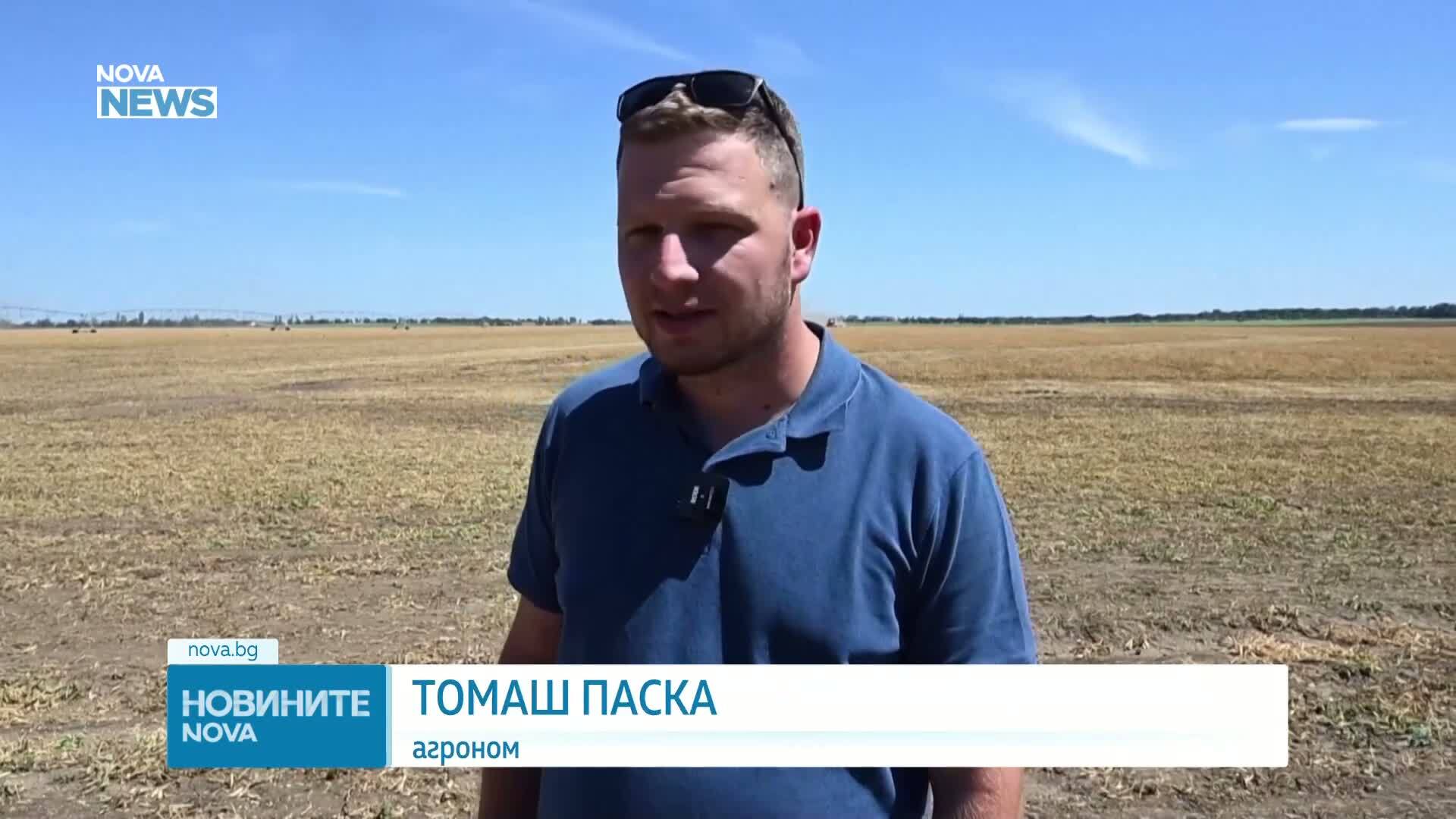 Словакия започна най-ранната жътва на грах в историята си