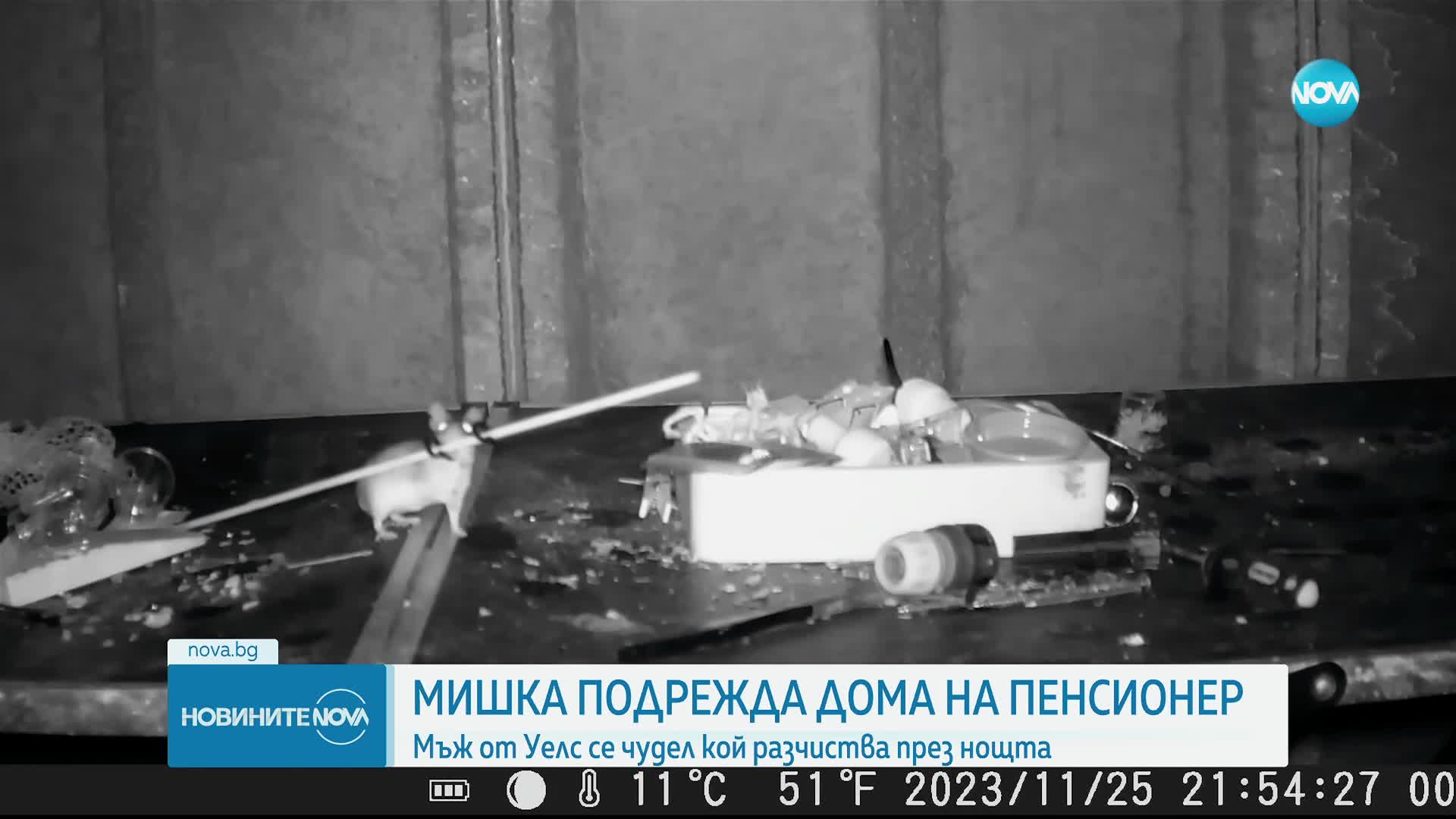 Мишка за пример: Гризач подрежда дома на стопанина си