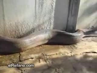 Брутално Голяма Змия Напада Човек