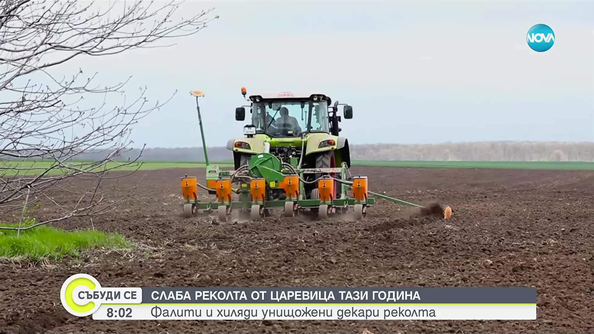 Сушата удари и по реколтата от царевица