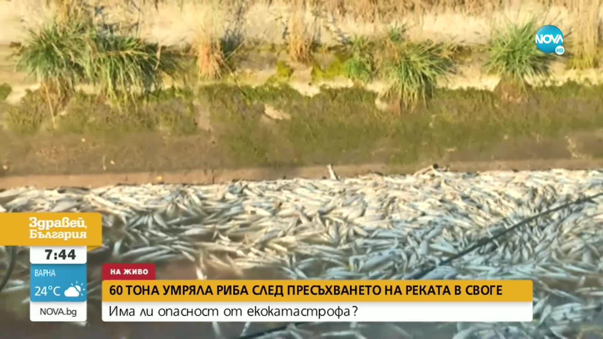 Изправено ли е Своге пред екокатастрофа заради тонове умряла риба