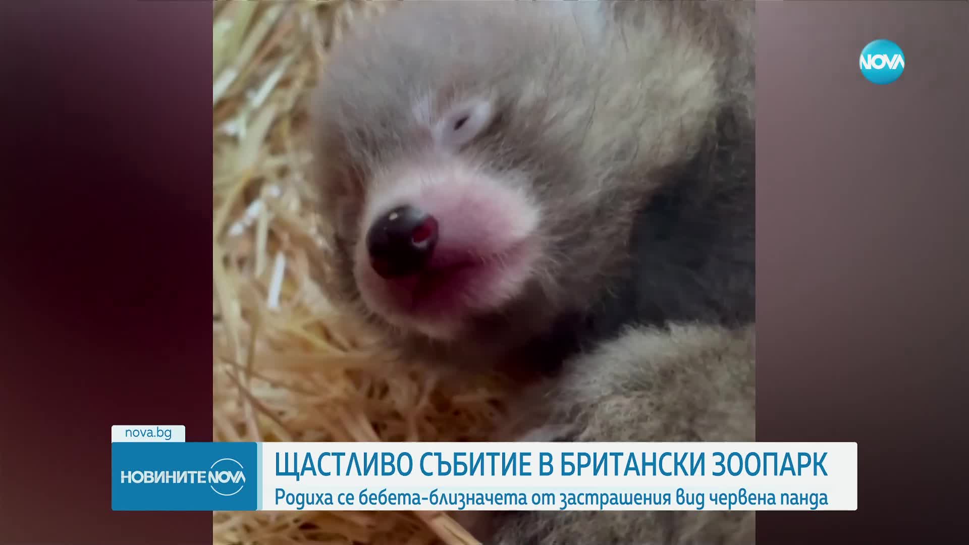 Родиха се бебета близначета от застрашения вид червена панда