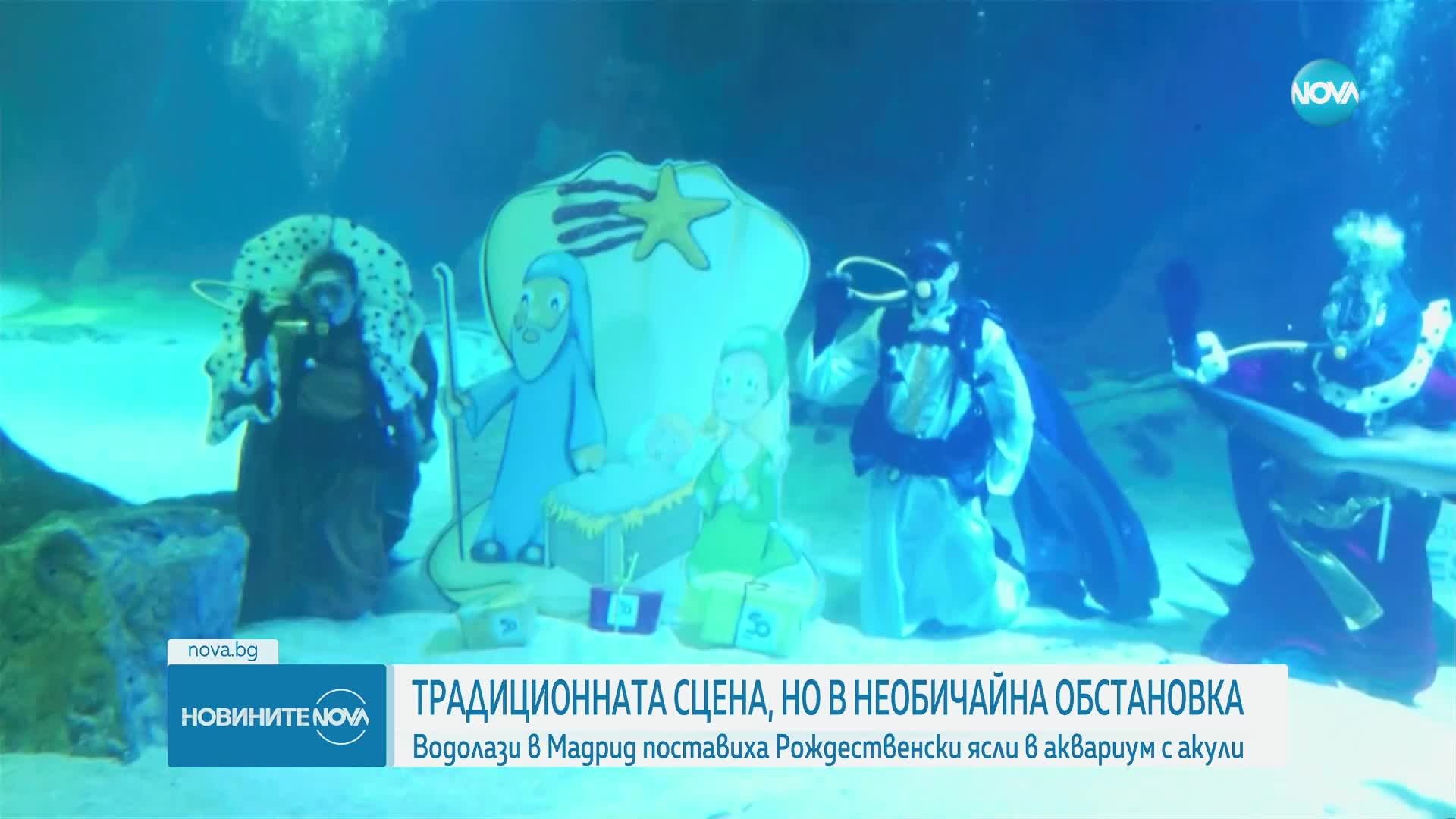Водолази поставиха Рождественски ясли в аквариум с ... акули