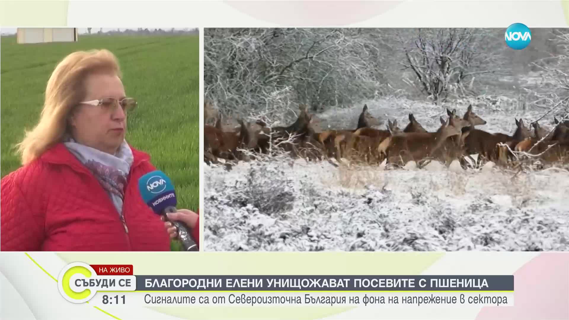 Елени унищожават посевите с пшеница в Русенско