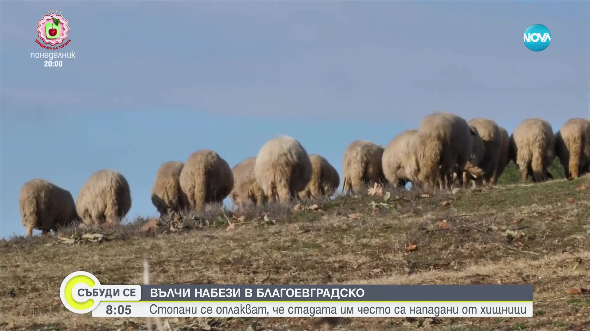 Увеличава се броят на нападнатите стада от вълци в Благоевградско