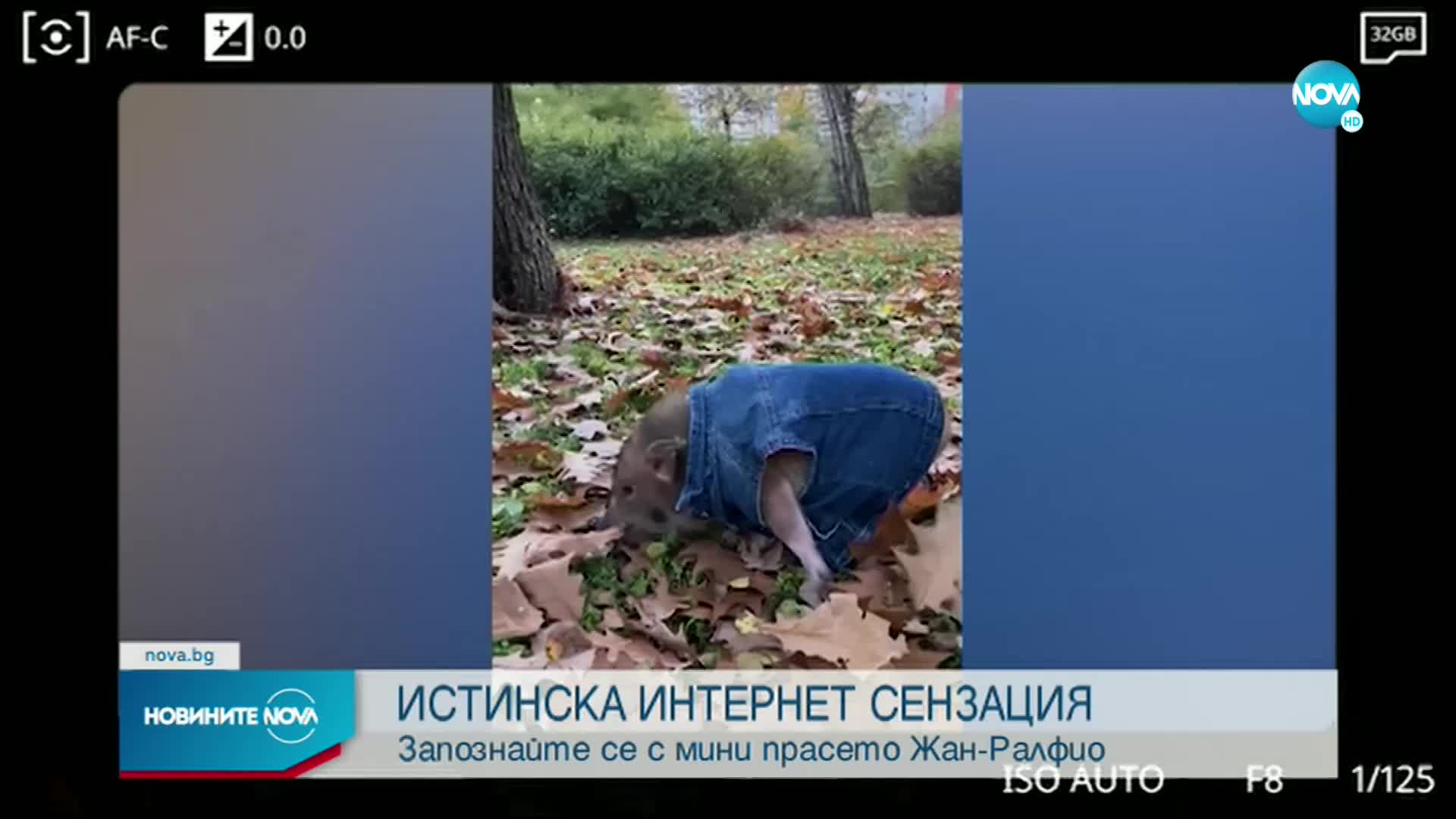 Среща с прасе домашен любимец, покорило Instagram