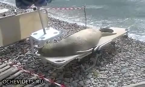Хитър морски лъв си прави плаж на шезлонг