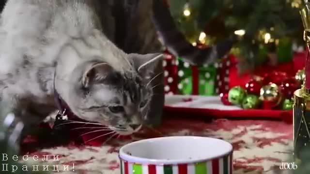 Как празнуват котките / бг-версия