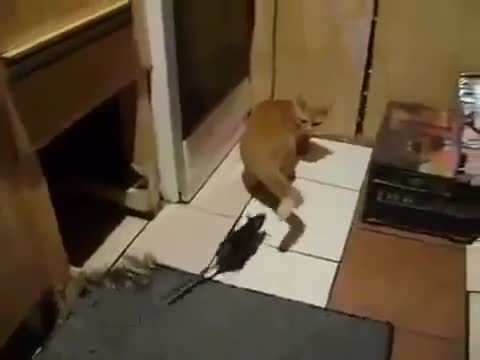 >Голям плъх атакува котка - смях !