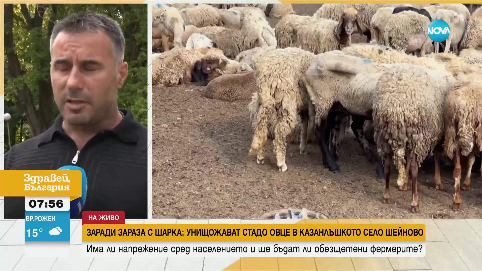 Унищожават стадо от 1000 овце заради дребна шарка