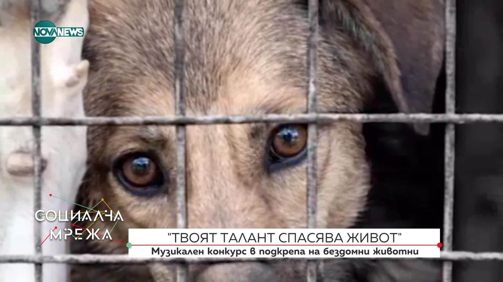 "Твоят талант спасява живот": Благотворителен концерт за бездомните животни в Елена