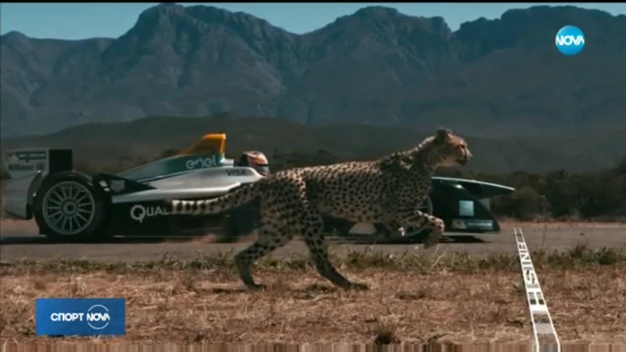 Кой е по-бърз: африканският гепард или състезателният болид?