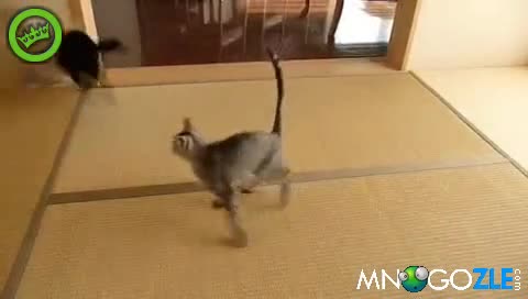 Котка се мята на котка - Смях