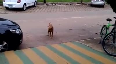 Това куче ще ви изуми, вижте колко е музикално!
