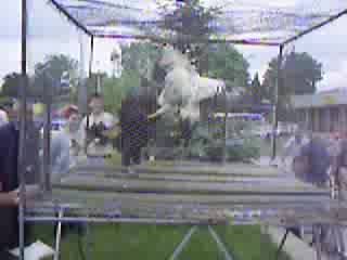 Бойни Петли
