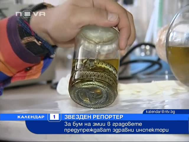 Бум на змии в градовете у нас