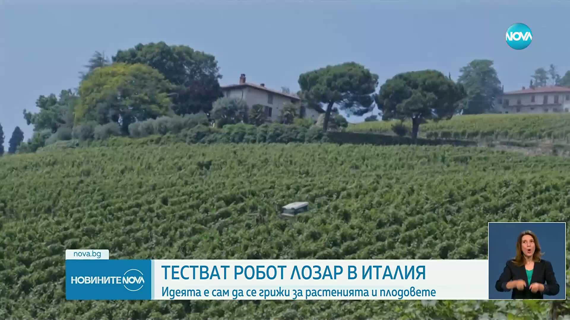 Робот отглежда грозде в Италия
