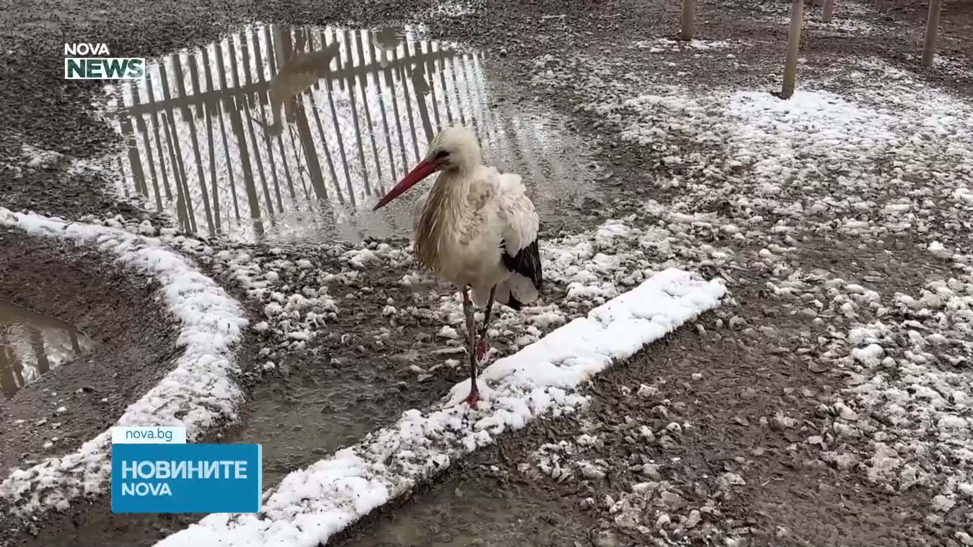 Щастлива развръзка: Щъркелът, потърсил убежище в параклис край Бургас, се възстановява