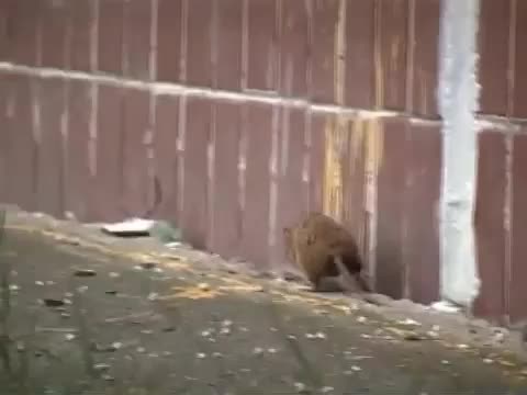 Гигантски руски Плъх атакува Котки