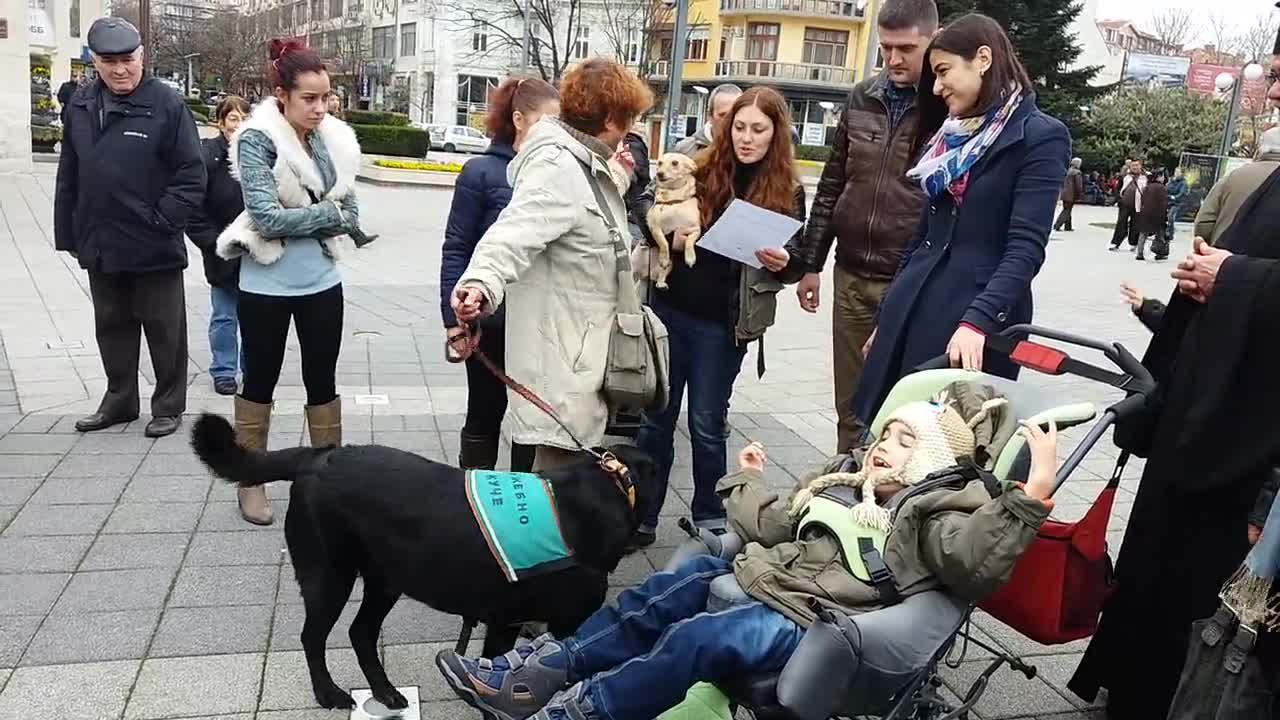 Първото дипломирано куче терапевт Тами