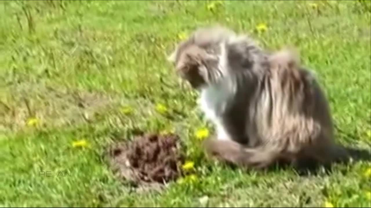 Котка показва на къртицата , кой е шефа !