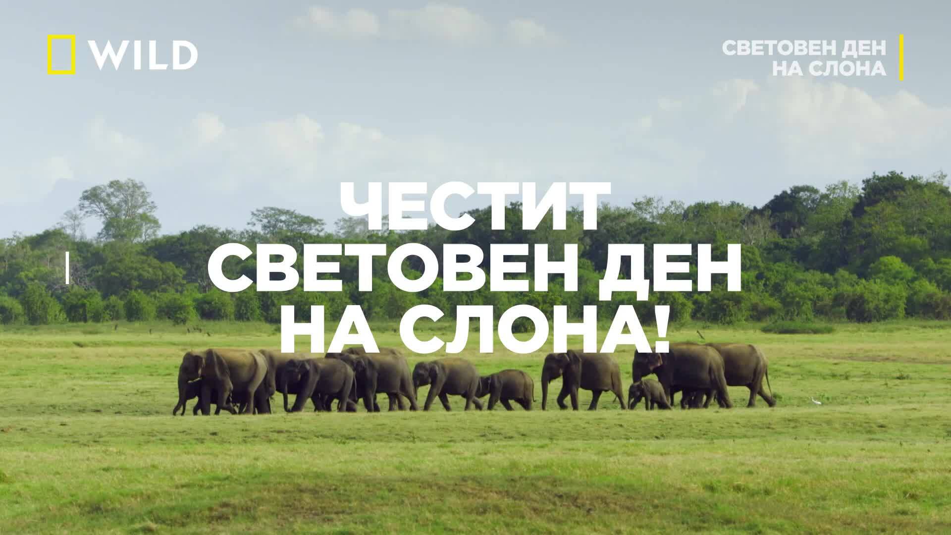 Световен ден на слона | 12 август