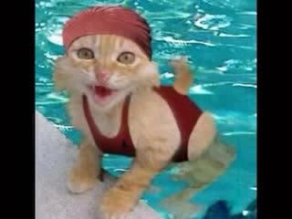 Компилация Смешни Котки