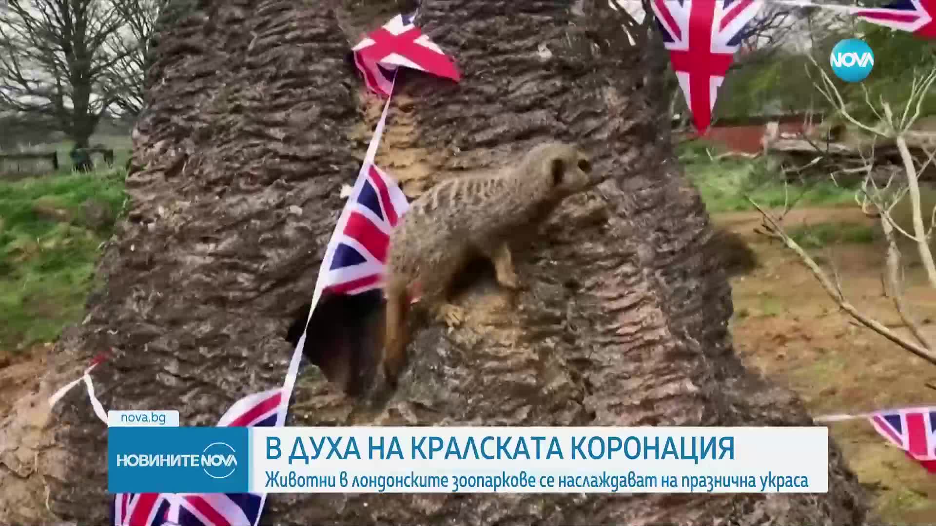 Лондонски зоопаркове украсиха клетките на животните по случай коронацията на Чарлз III