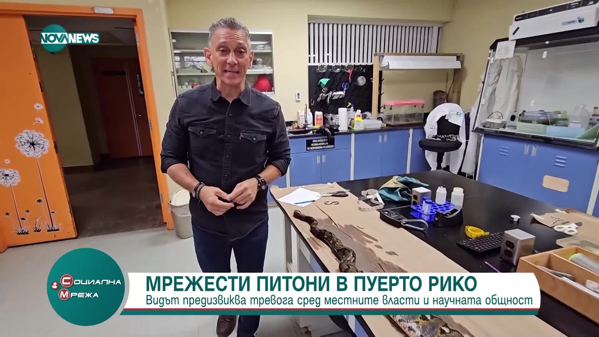 Как в Пуерто Рико упражняват контрол върху популацията на мрежести питони