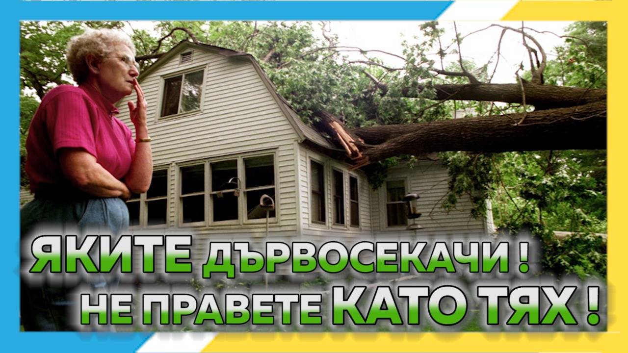 Баща ми е дървосекач, дървосекач съм си и аз ! Смели резачки посичат всичко на пътя си !