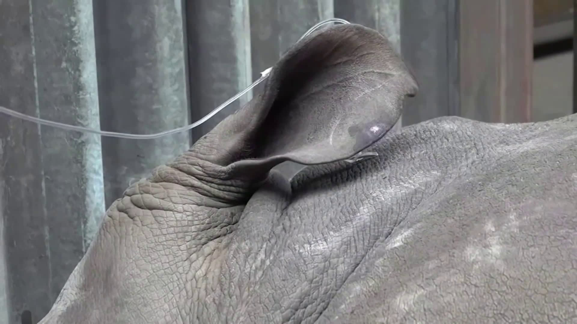 Учени създадоха ембриони в опит да спасят от изчезване бял носорог