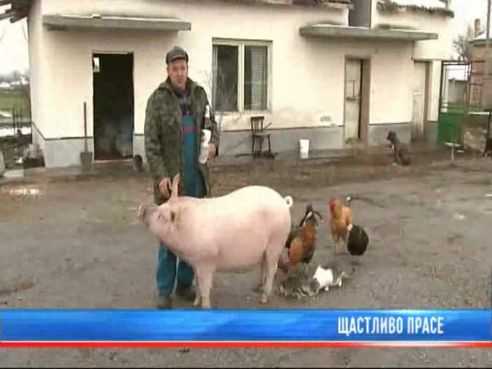 Свинята Руска, пие по литър бира! 