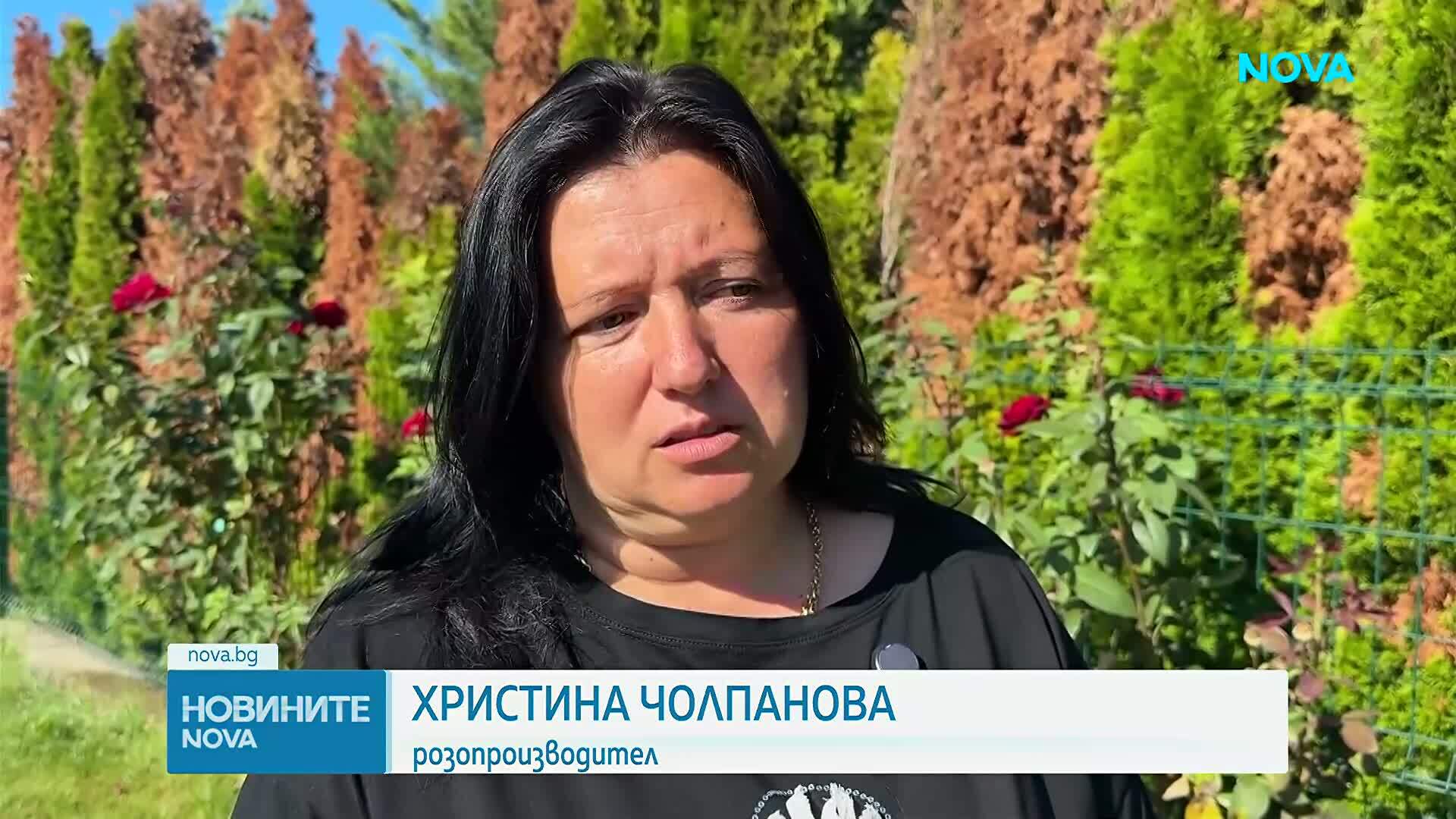 Липсата на работници остави несъбрана реколта