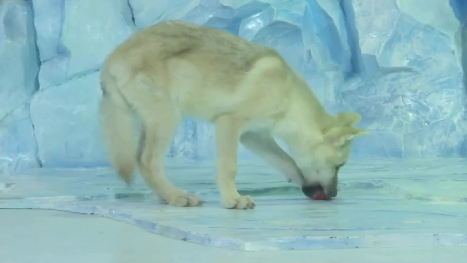 Вижте първият в света клониран арктически вълк (ВИДЕО)