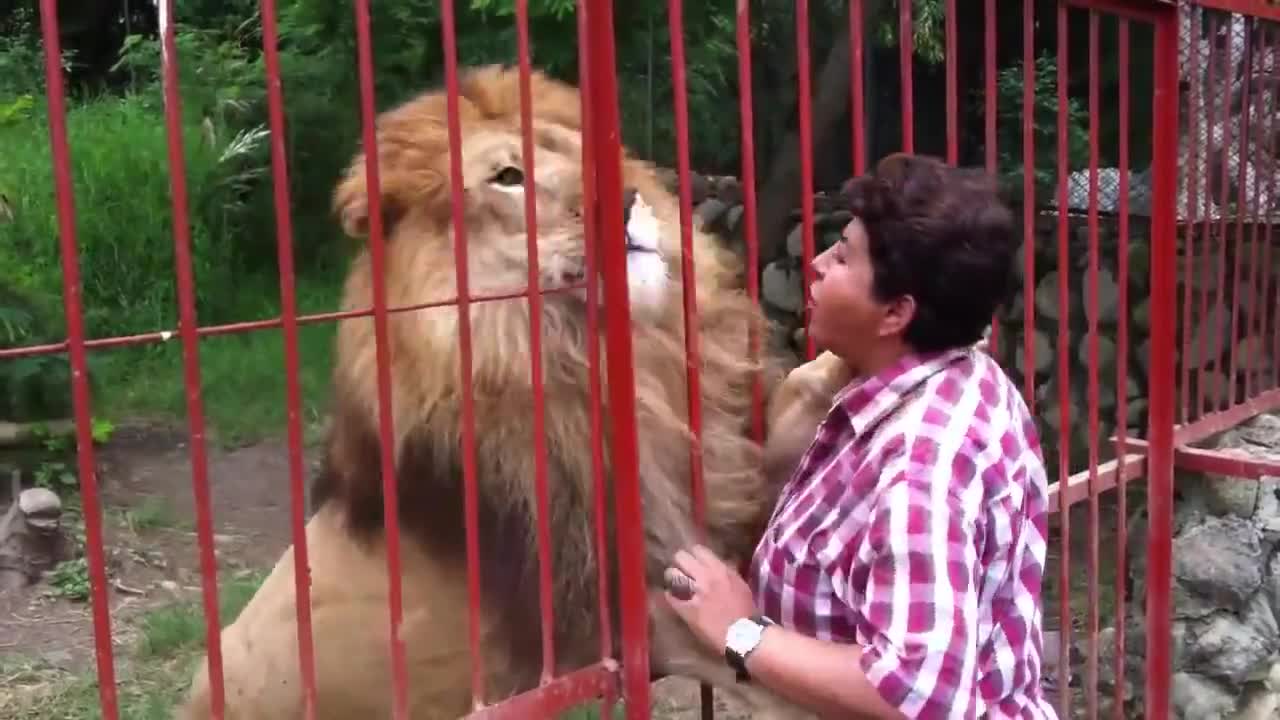 Обичта между лъв и човек