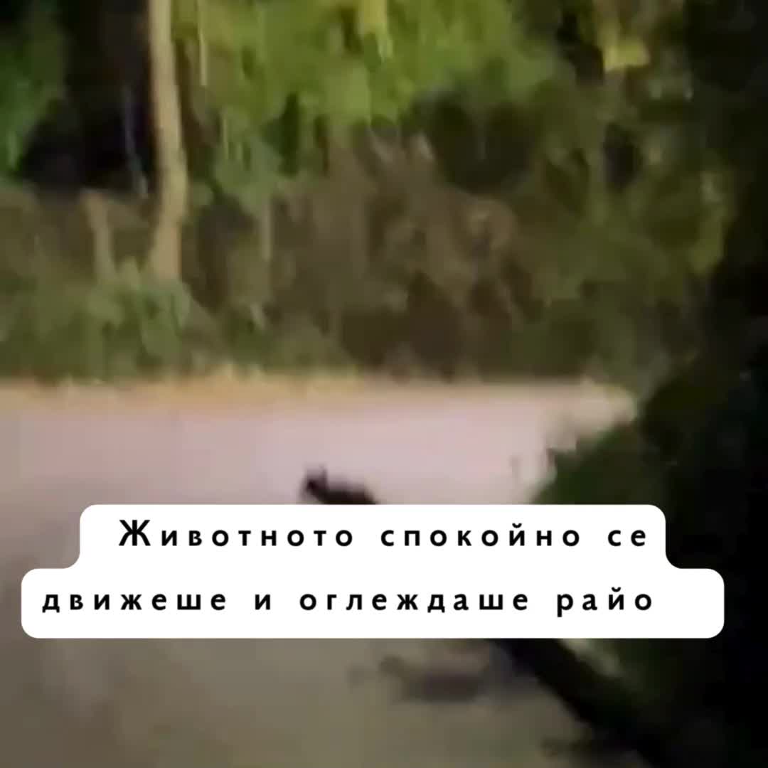 Лисица беше забелязана на осветена алея (1).mp4