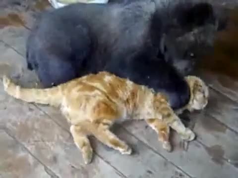 Досадният малкък мецан си получи урок голям! Смях
