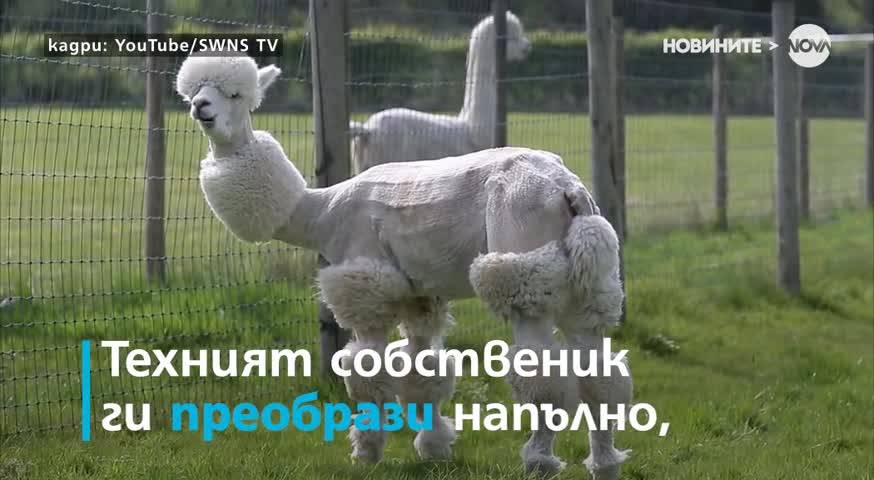 Защо собственикът на тези животни им направи прически?