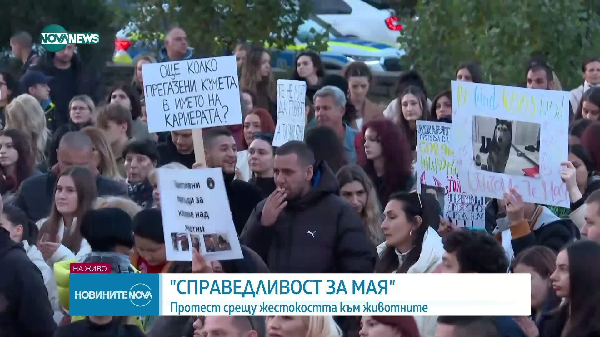 Обвинение и протести след прегазването на кучето Мая в София