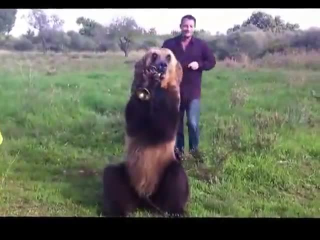 Руснак учи мечка да показва среден пръст и да свири на инструмент Смях ! ;d