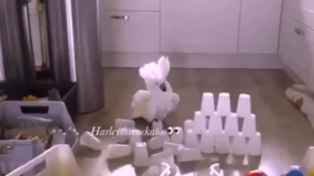 какъв е проблемa на този папагал???:d