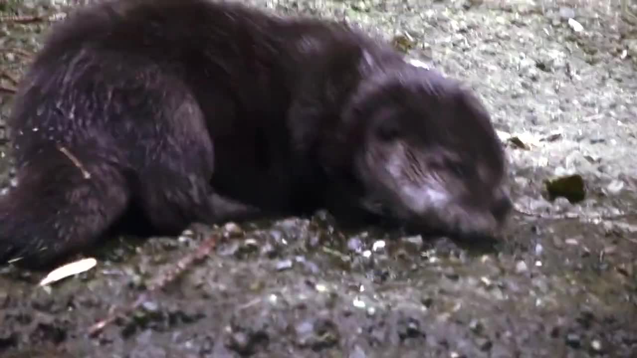Бебе видра се учи да плува